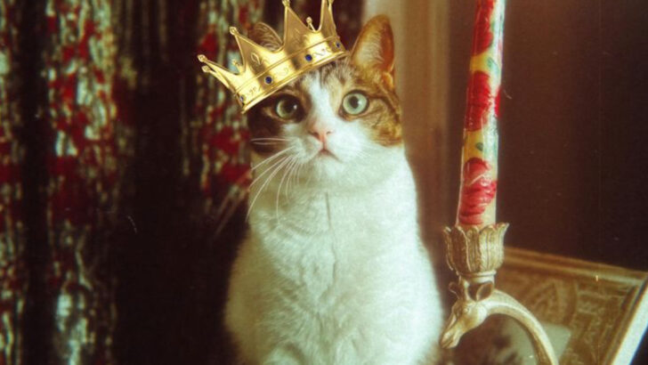 11 Ways to Raise a Cat Into a Courteous Little Lady or Gentleman
