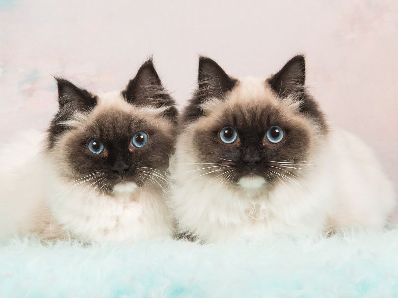 Ragdoll: The Floppy Greeter