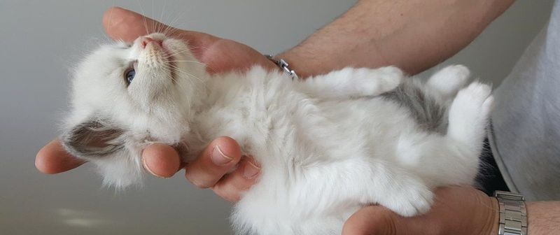 Ragdoll