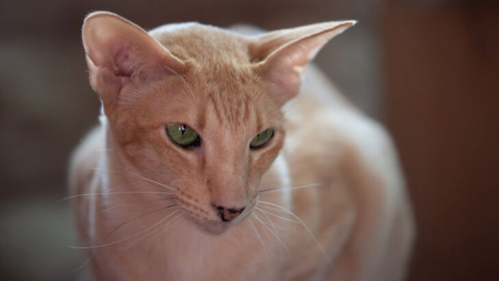 12 Cats Known for Their Unconditional Love