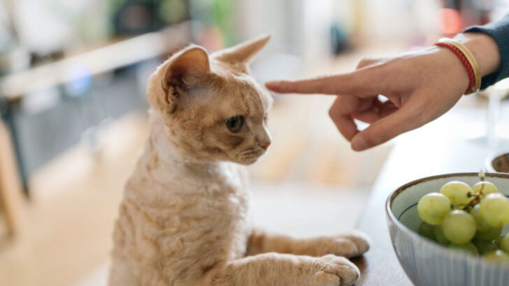 12 Gentle Ways to Stimulate Your Deaf Cat