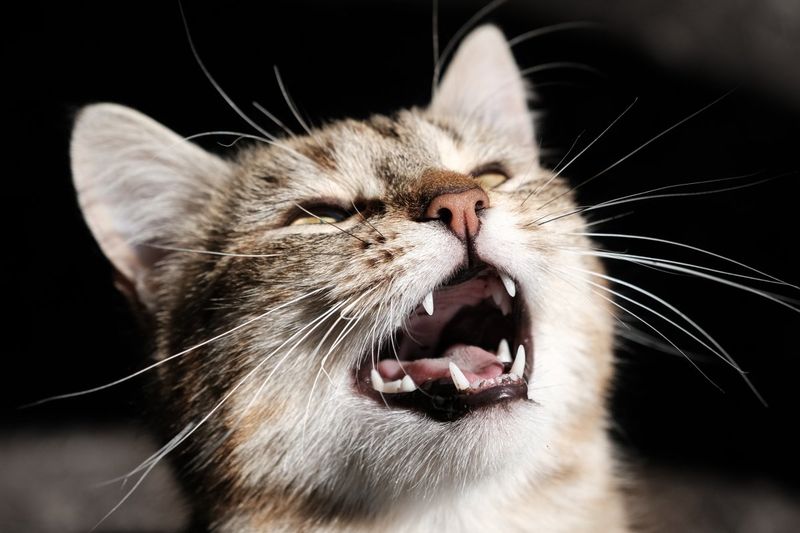 The Meow Summons