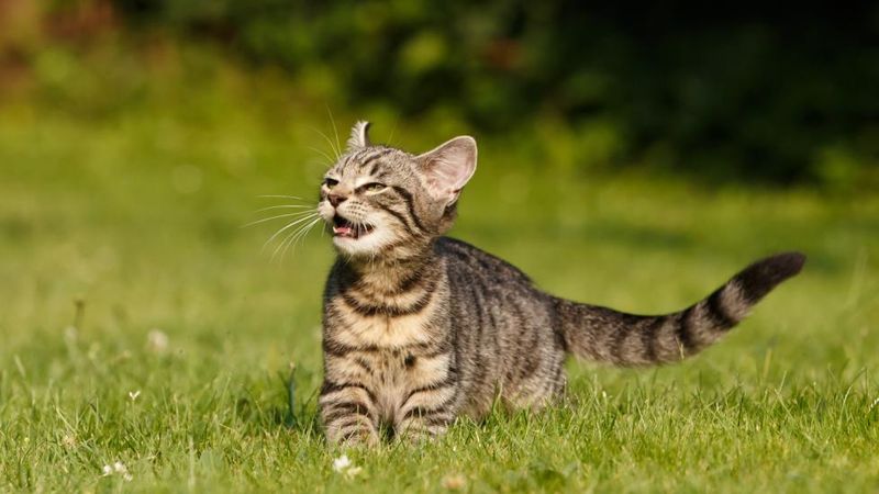 Cats Smell With Their Mouths, Too