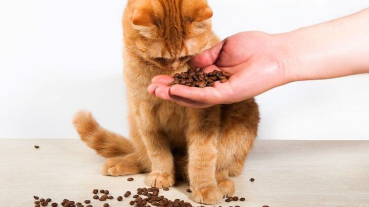12 Surprising Facts About How Cats Use Their Incredible Sense of Smell