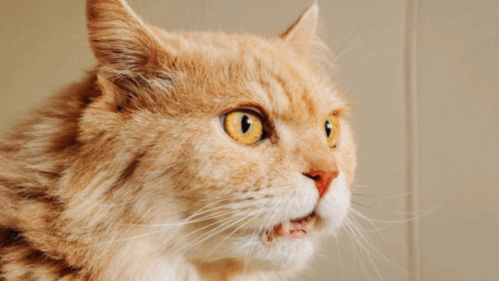 12 Things You Do That Confuse Your Cat Every Day