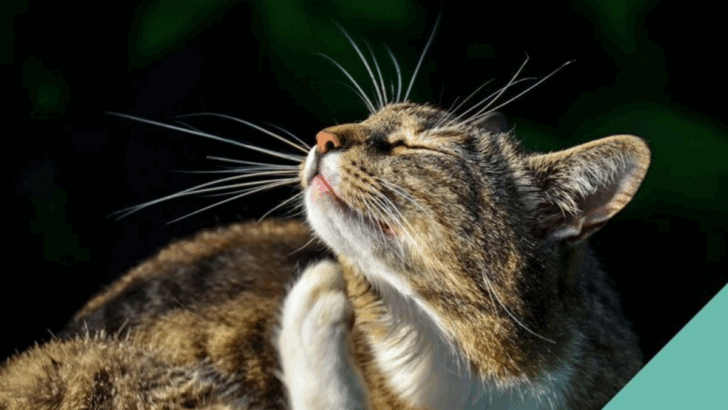 12 Vet-Approved Tips to Keep Your Cat in Top Shape