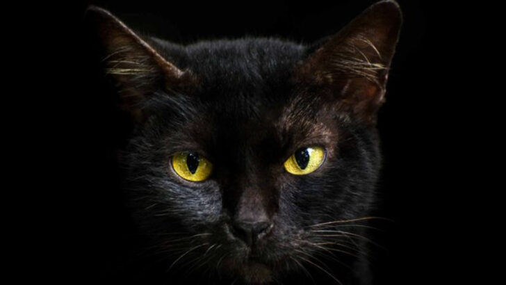 7 Ways Our Ancestors Revered Cats & 3 Ways Those Beliefs Still Live On