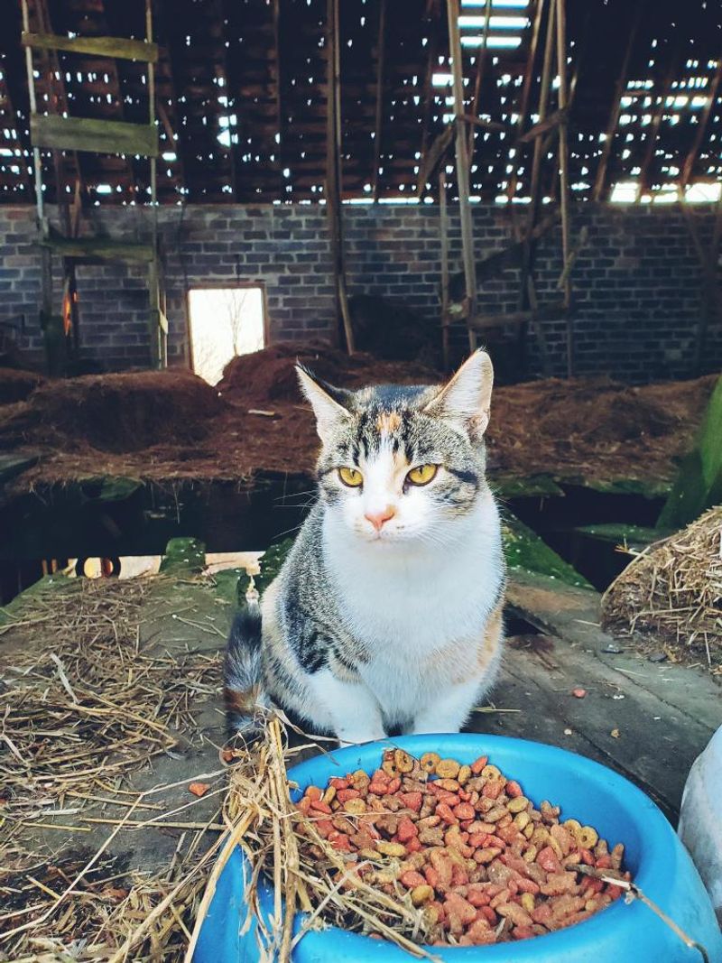 Provide Nutritious Food Daily