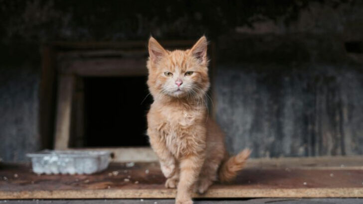 12 Ways to Keep Your Barn Cats Healthy and Happy