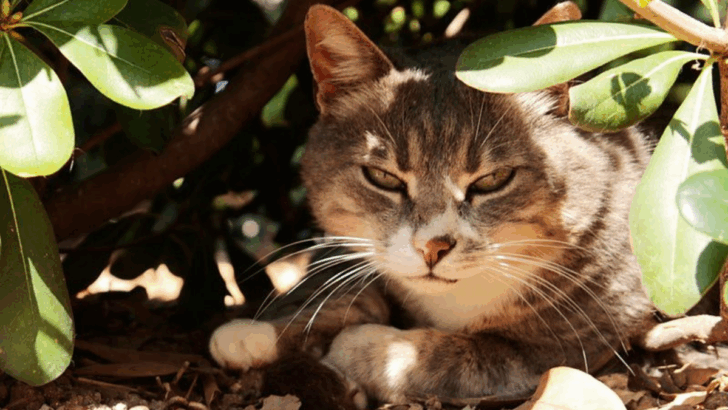 12 Ways to Protect Feral Cats from the Summer Heat