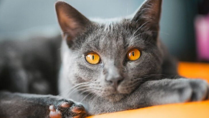 12 Cat Breeds That Thrive with Little Care, Ranked