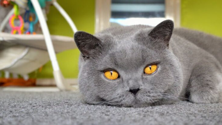 12 Chill Cat Breeds That Dislike Loud, Busy Homes