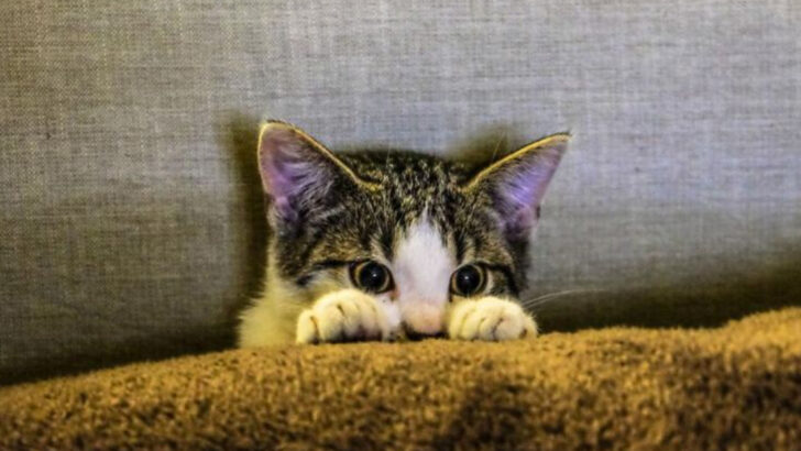 12 Daily Struggles Only Cat Owners Truly Understand