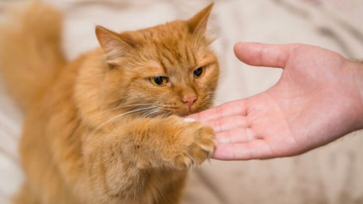 12 Easiest-to-Train Cat Breeds for First Time Pet Owners