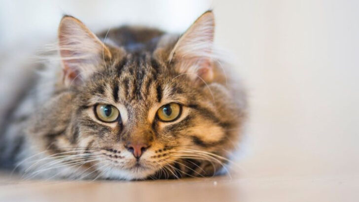 12 Emotional Stages Rescued Cats Go Through