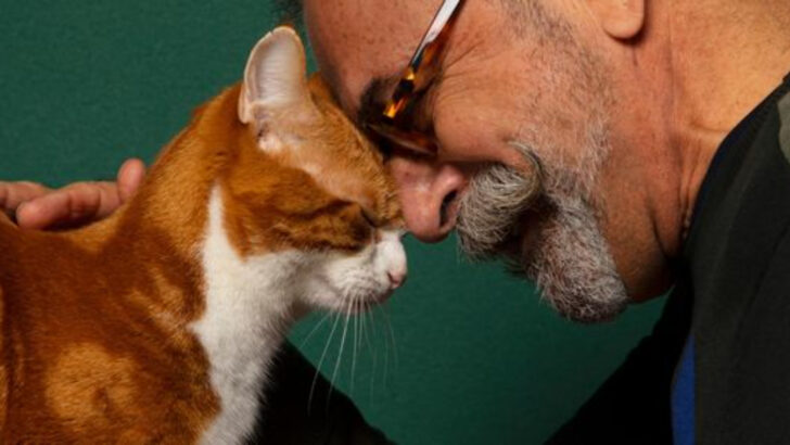 12 Expert Tips to Help a Grieving Cat After the Loss of an Owner or Loved One