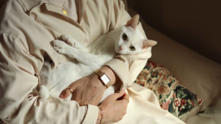 12 Essential Questions to Answer Before Getting a New Cat