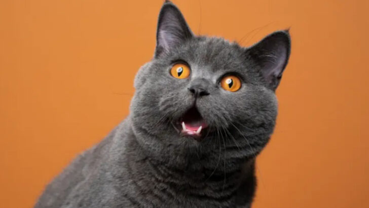 12 Purebred Cats That Are Too Cute to Handle