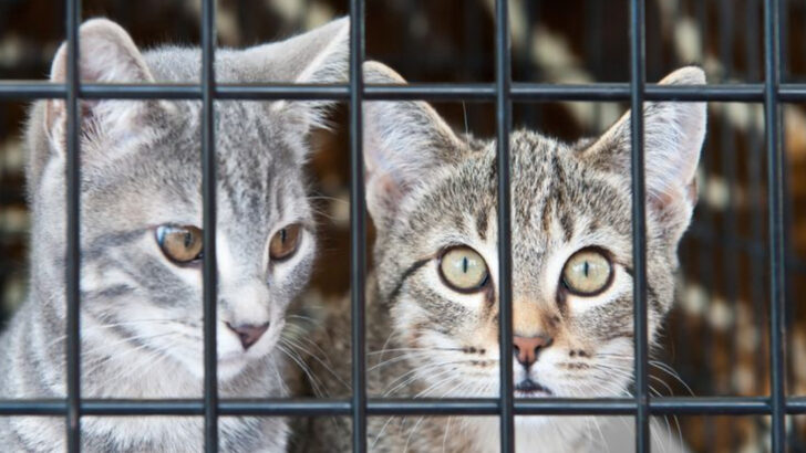 12 Reasons Some Cats Stay in Shelters Longer Than Others