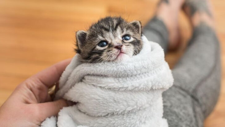 12 Safety Tips for Bathing Small Kittens