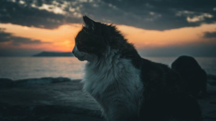 12 Simple Routines That Calm Emotionally Sensitive Cats