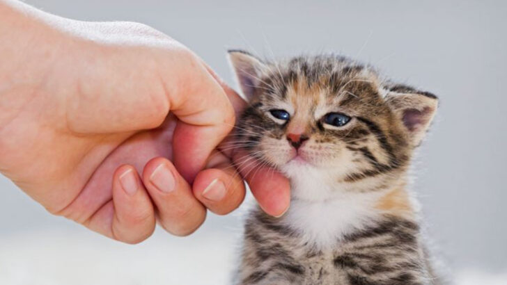 12 Tips to Reconnect with Your Cat After Time Apart