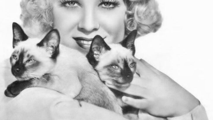 11 Cat Breeds That Ruled the ’50s & ’60s
