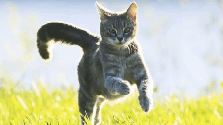 13 Expert Tips to Set Healthy Boundaries for Your Cat