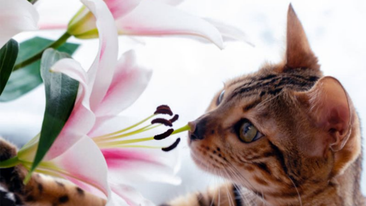 13 Gifts You Should Never Give Your Cat