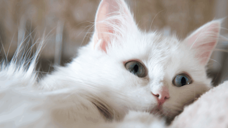 13 High-Maintenance Cat Breeds That Are Challenging to Keep as Pets