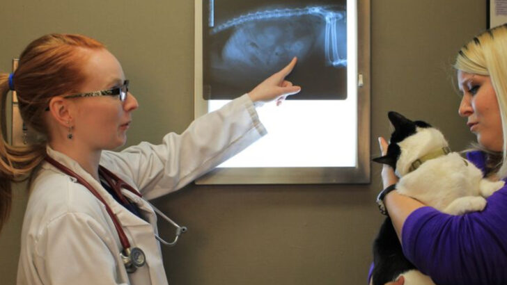 13 Items You Should Keep Away from Your Cat — X-Rays Don’t Lie!