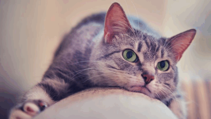 13 Signs Your Cat Might Be in Pain (That Vets Say We Miss)