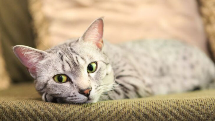 13 Signs Your Cat Thinks You’re Their Personal Butler