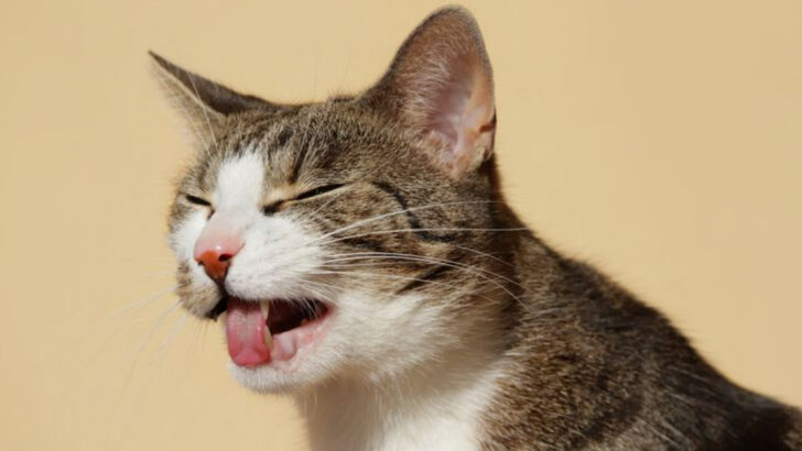 13 Warning Signs in Your Cat’s Behavior You Can’t Ignore