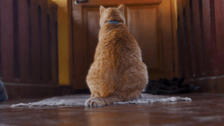 14 Signs Your Cat Misses You When You’re Gone