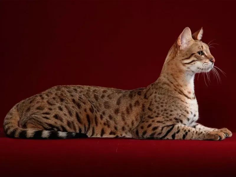 Ashera Cats