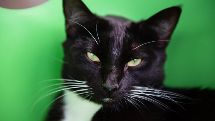 What’s in Your Cat’s Head? 10 Clues to Their Thoughts
