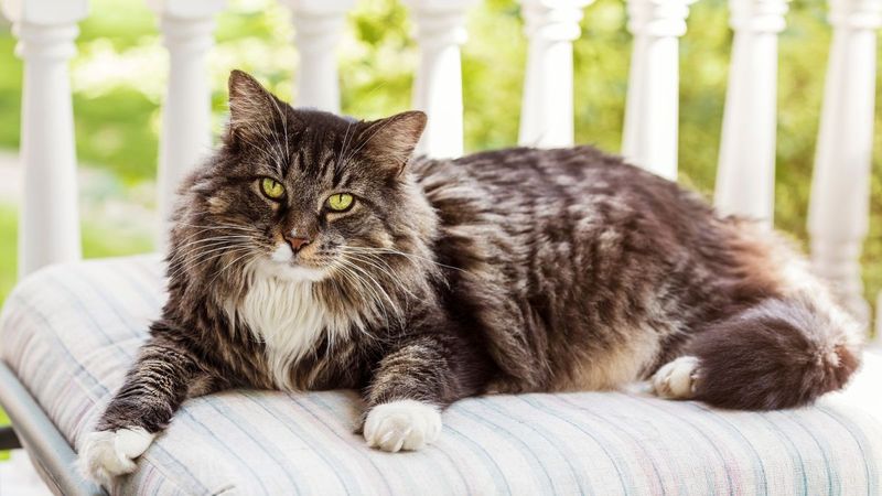 7. Whisker Wisdom