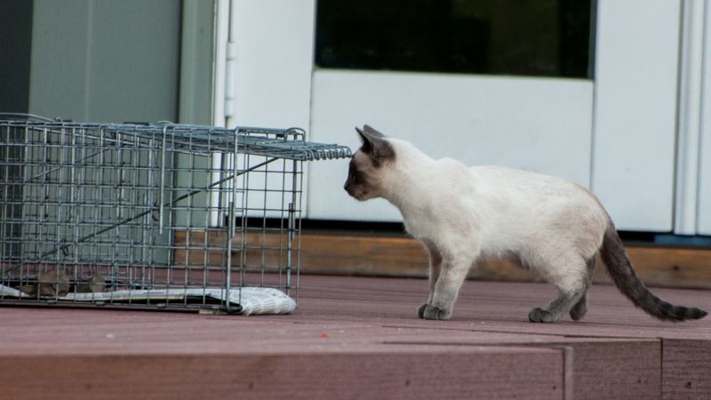 3. TNR Is Humane and Safe