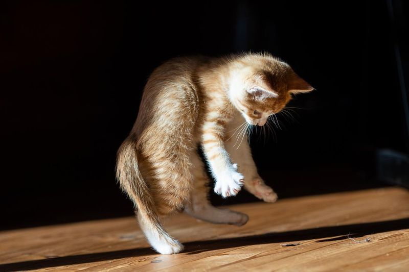 2. You’re Not Ready for 3 A.M. Zoomies
