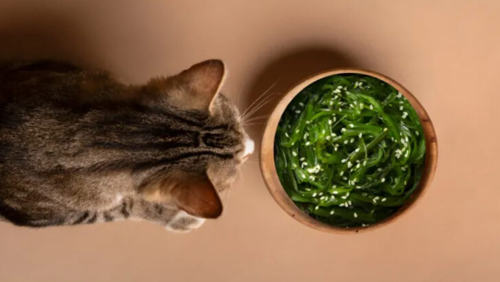 25 Foods That Are Healthy For Cats
