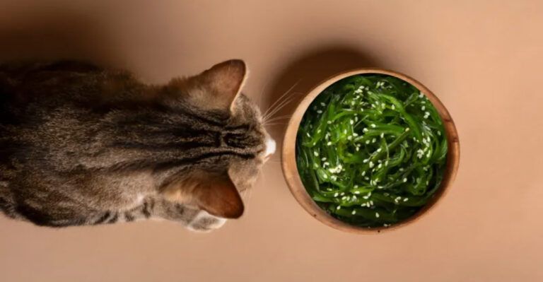 Cat Riding Food 25 Foods That Are Healthy For Cats