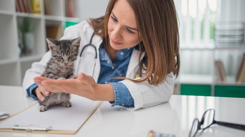 4. Cats Often Show No Symptoms