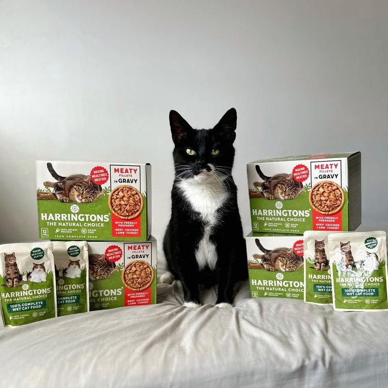 4. Gourmet for Kitty