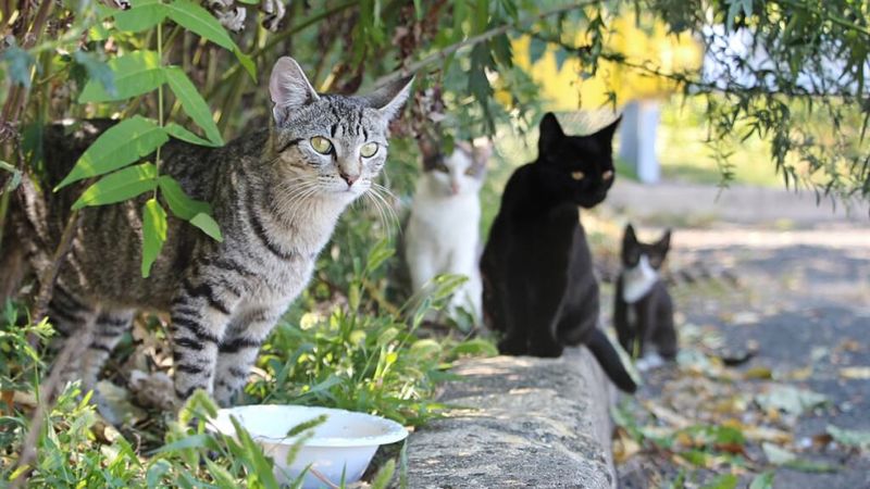 4. TNR Improves Cat Health
