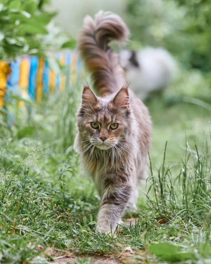 Maine Coon
