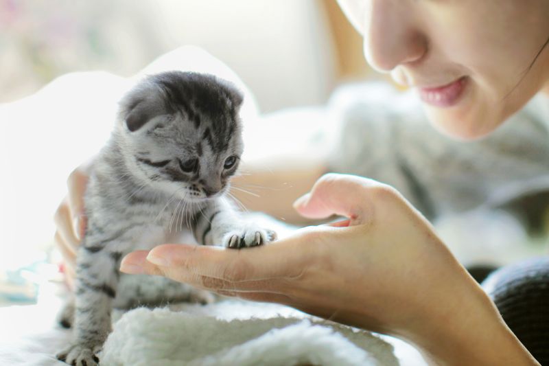 5. Young Cats Pose a Higher Risk