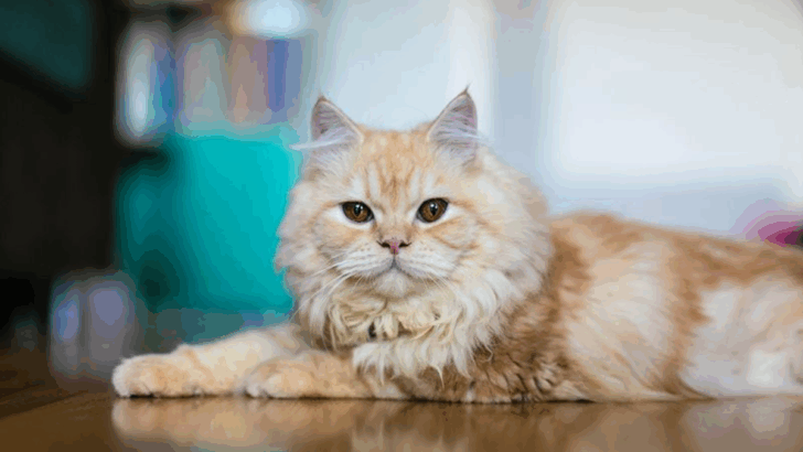 5 Cat Breeds That Prefer Staying Indoors & 5 That Love Outdoor Adventures
