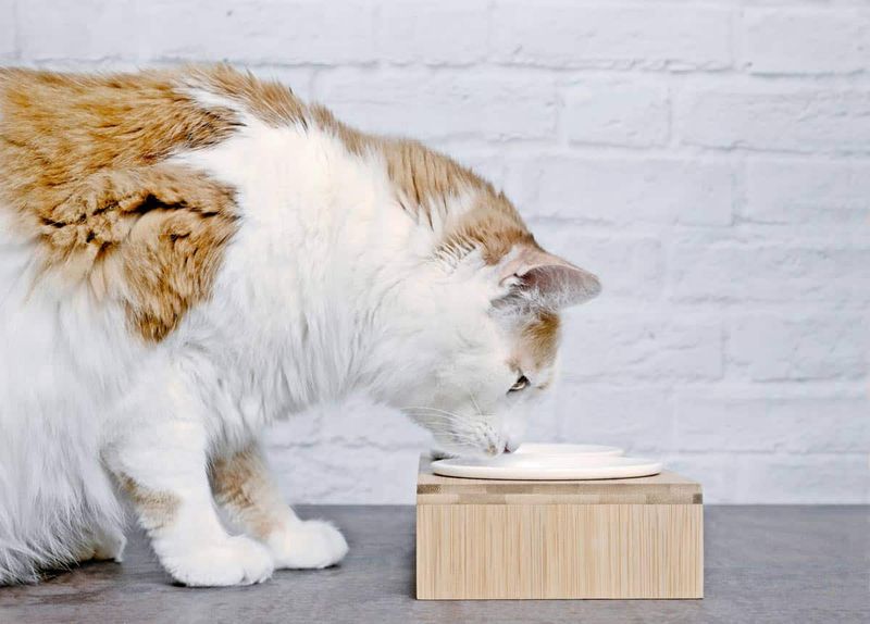 Feeding Your Cat Too Many Treats