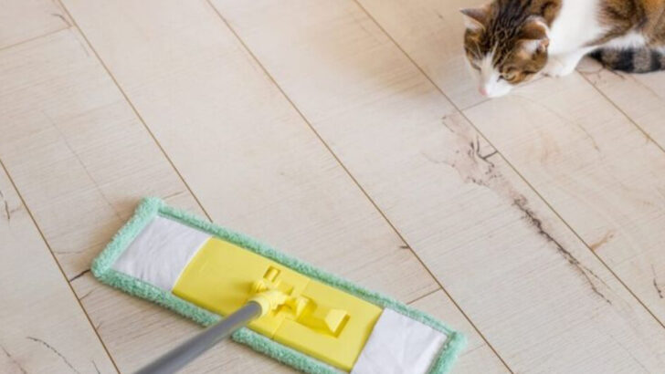 5 Hazardous Cleaners to Avoid & 5 Cat-Safe Swaps You Should Try
